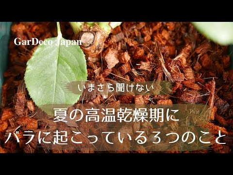 バラの乾燥: 確実に成功する最高のヒント 植物