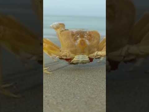 Alive crab 🦀 in Allapuzha beach