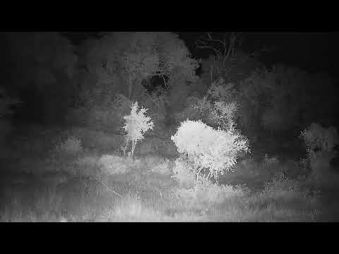 Djuma: Two Hyenas - 00:04 - 03/25/2022