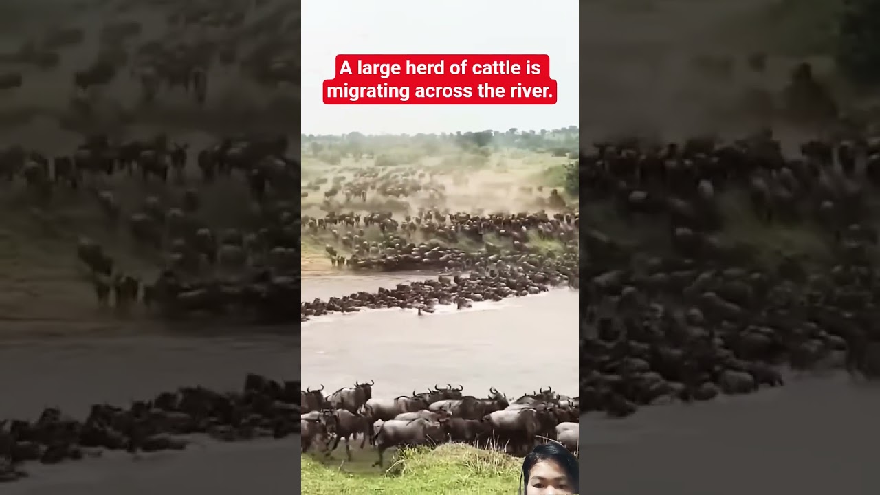 A large herd of cattle is migrating across the river.