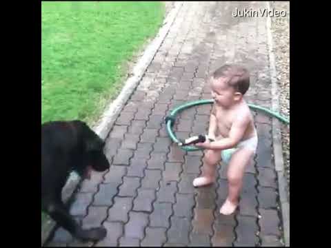 Dogs are best friends of human beings😃🐶