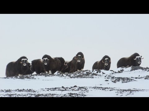 Musk Ox Comeback: Zavyalov Island Herd Nears 100 in the Sea of Okhotsk