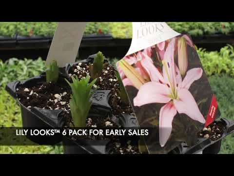 Growing Colors™ Lily Looks™ Program