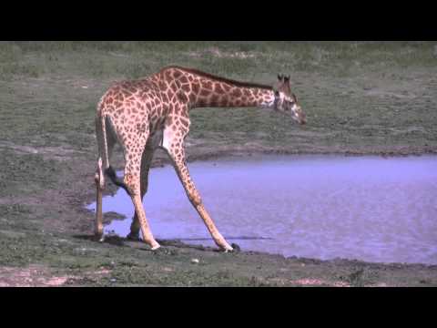 Big and small Giraffes drinking