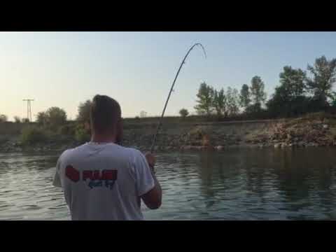 Ribolov soma na glavinjaru Janjić