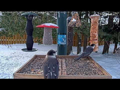 Winter Offerings Bring Canada Jays To Ontario Feeders – Jan. 30, 2020