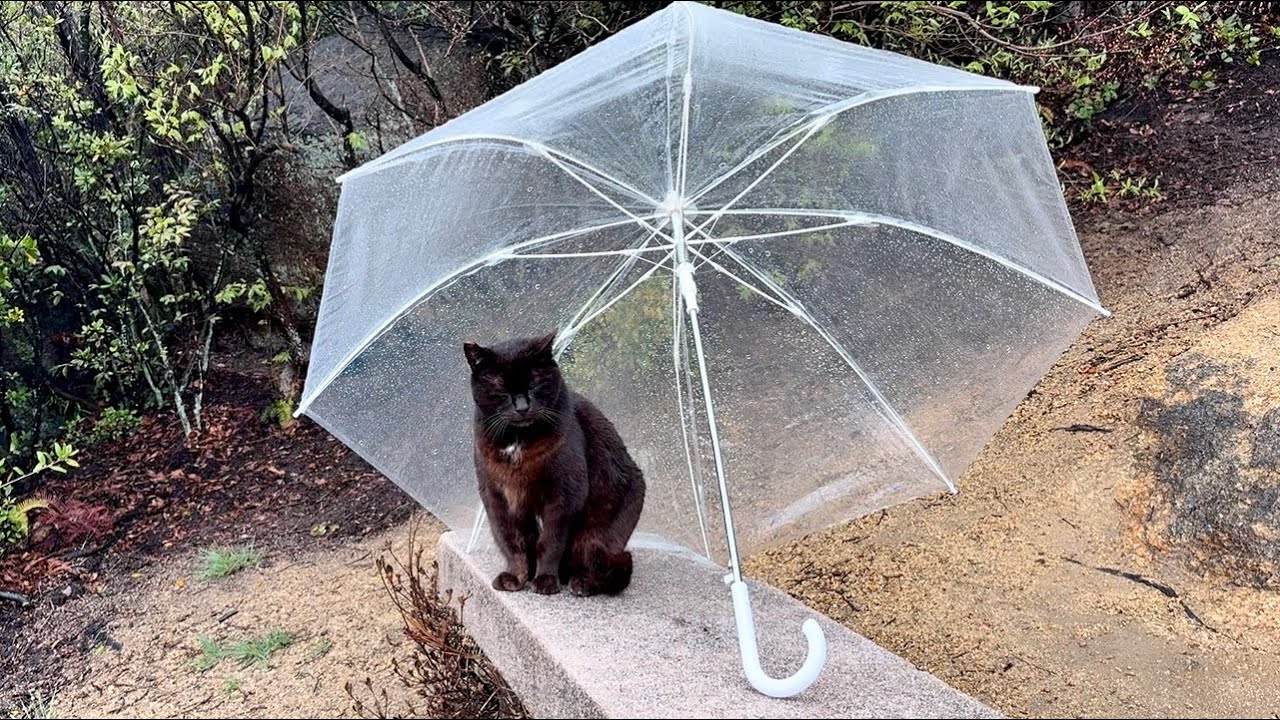 雨宿りしてたデカい黒猫どんちゃんとハチワレさんご飯の時間です
