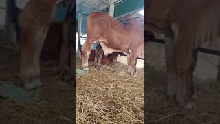 Download Lagu cow unloading, cow videos, cow video, big cow, goru hamba cow,cow brahman Ep 131 Thumbnail