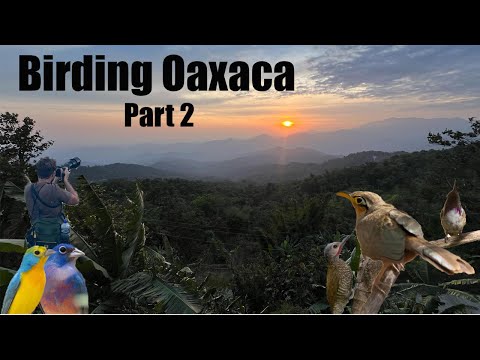 Birding Oaxaca: San José del Pacifo, Pluma Hidalgo, & Isthmus of Tehuantepec (ROSE-BELLIED BUNTINGS)