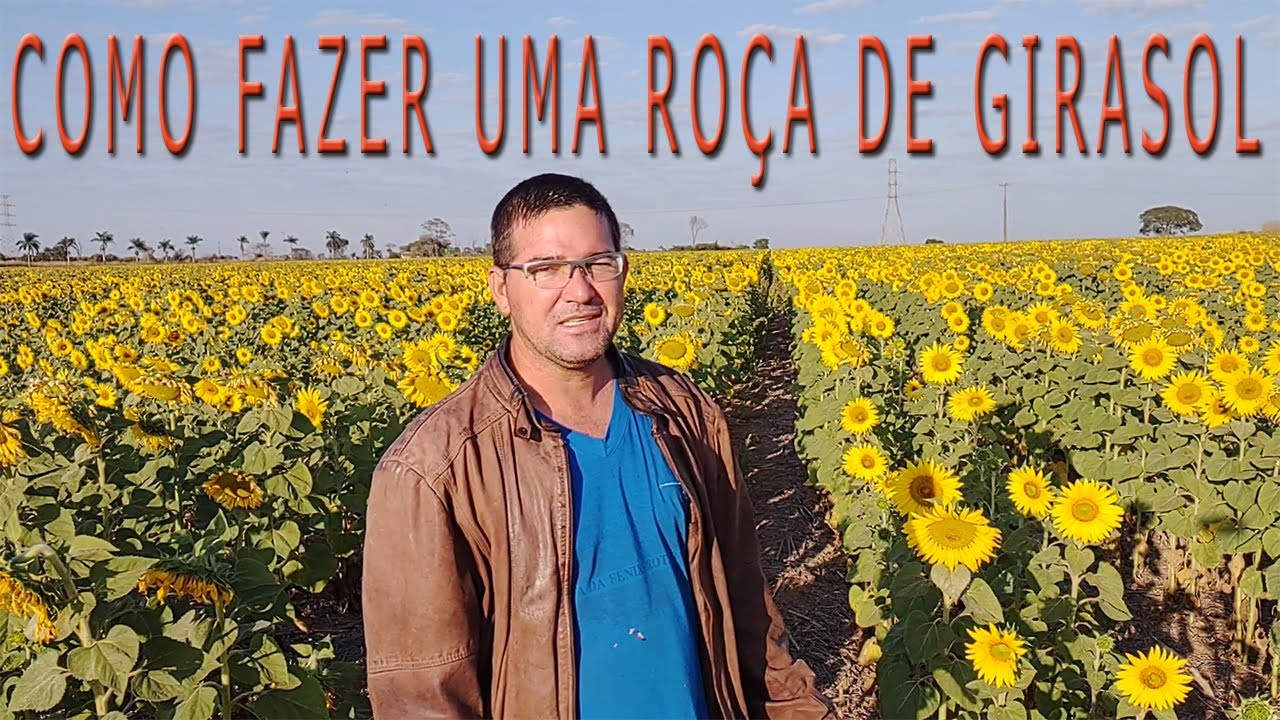 Como Plantar Girassol