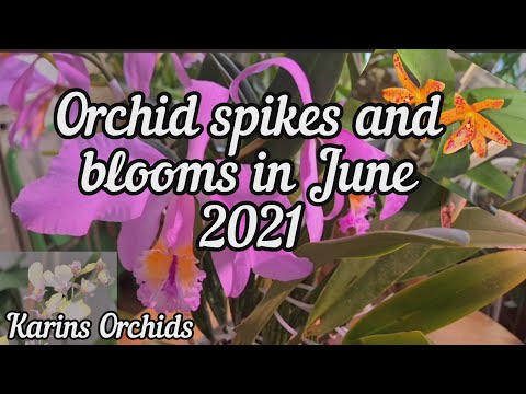 Orchid spikes and blooms in June 2021