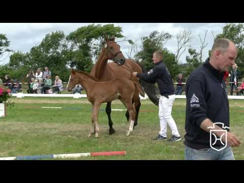 NF311 Stutfohlen von For Plaesure - Lord - Cento