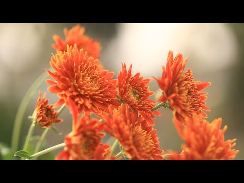 Nature with Flowers Blooming ! 🌺🌹 That's what heals you Faster.