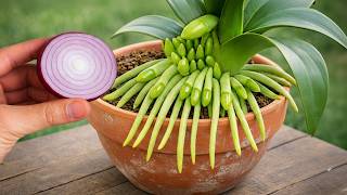 You Only Need 1 Onion! Orchid Blooms Wild All Year!