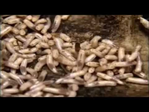 Der Chupacabra - Das Fabelwesen Südamerikas Teil 4