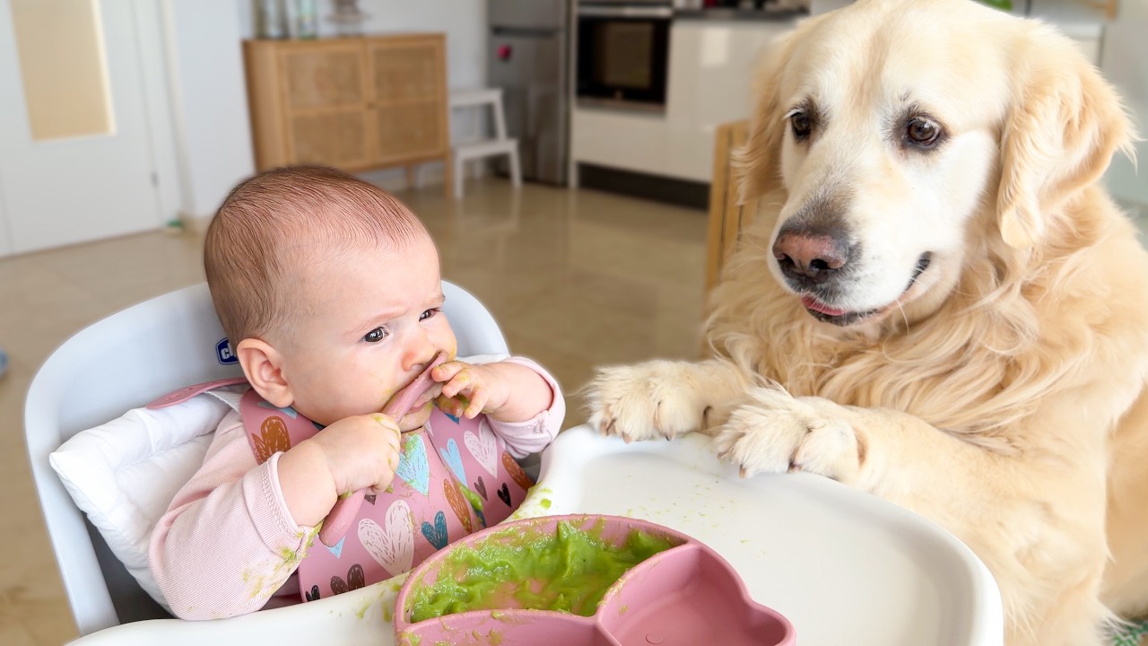This Baby Tries Broccoli… And Her Dog Can’t Wait