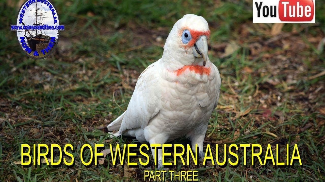 Watch video Birds of Western Australia - Part Three Now Birds of Western Australia - Part Three
