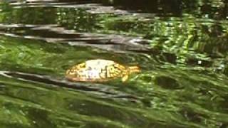 preview picture of video 'Do Box Turtles Swim?'