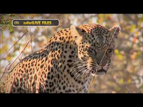 Safari Live : The Leopard's of Djuma Game Reserve  Dec 15, 2016