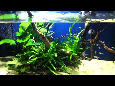 corydoras tank コリドラス水槽 2010/01/10