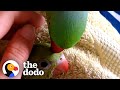 Sweet Little Parrot Gets A Baby Sister Who’s The Total Opposite | The Dodo