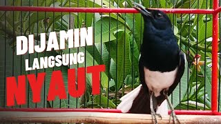 Download lagu Pancingan kacer cepat bunyi, suara kacer gacor bikin nyaut gacor,  masteran kacer durasi panjang mp3