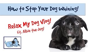 How to Stop Your Dog Whining and Crying! 🐶 #ANXVLOG04