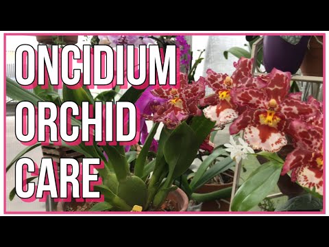 How To Care For Oncidium Orchids. Orchid Care For Beginners.