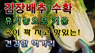 [텃밭농부. 1,287]  유기농으로 키운 속이 꽉 차고 맛있는 김장 배추 수확. #김장배추재배