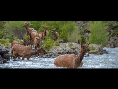 Wallace Stegner Lecture - Greater Yellowstone Migrations Project
