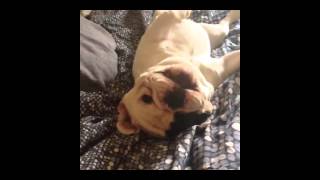 WARNING! DO NOT WATCH...... if you don&#39;t like frenchie talk. May be hazardous to your ears.