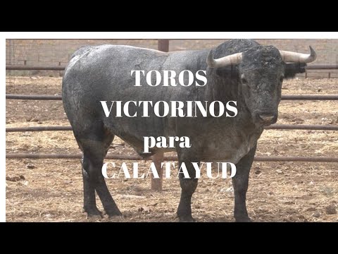 LOS TOROS VICTORINOS para CALATAYUD (coso de la margarita)