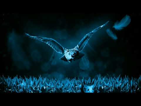 Forest at night | Owl hooting sound for sleeping | 1 hour