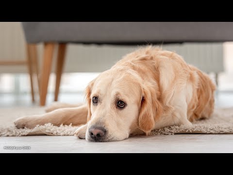 Music for Dogs! Soothing Songs for Dog Anxiety, Depression and Hyperactivity!