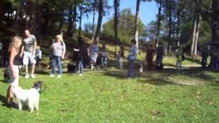 Tibet Terrier Treffen in Kochel am See
