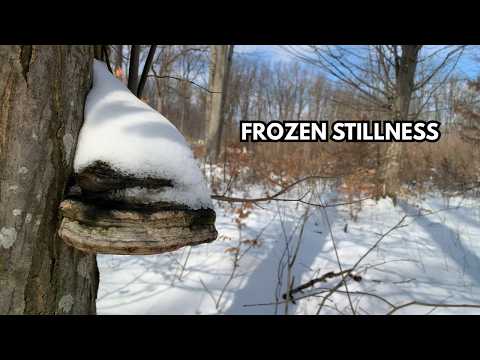 The Frozen Watcher — Driving Synthwave for Deep Focus & Winter Stillness ❄️🌲