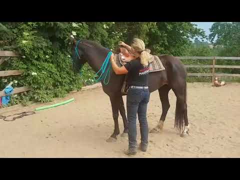 MUSTANG MAKEOVER 2018 Team Cathleen (TAG 3299) - Update 4