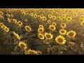 Therapy Music For Dementia And Alzheimer S Relaxing Music For Sleep