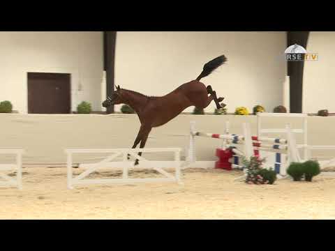 30. Mecklenburger Körtage 2020 - Kat.Nr. 54 Junhghengst v. Chacfly PS - Cantos