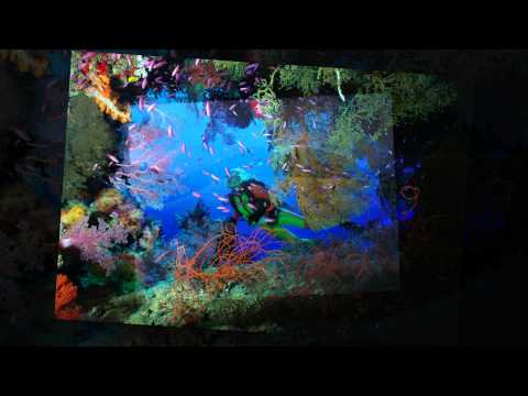 Animals - Michael Learns To Rock