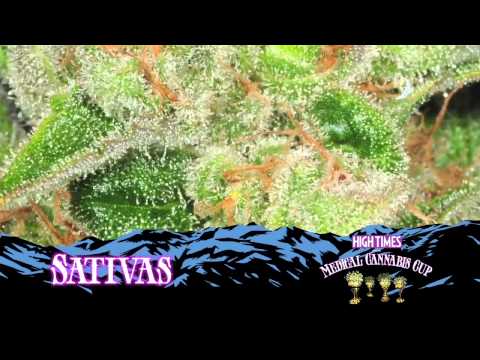 The HIGH TIMES Medical Cannabis Cup in Denver 2012