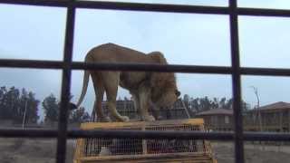 preview picture of video 'Lions jump on our cars at Parque Safari in Rancagua, Chile'