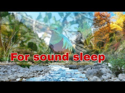Relaxing nature sounds-Singing Birds Ambience/ Sounds to Sleep/ Звуки природы