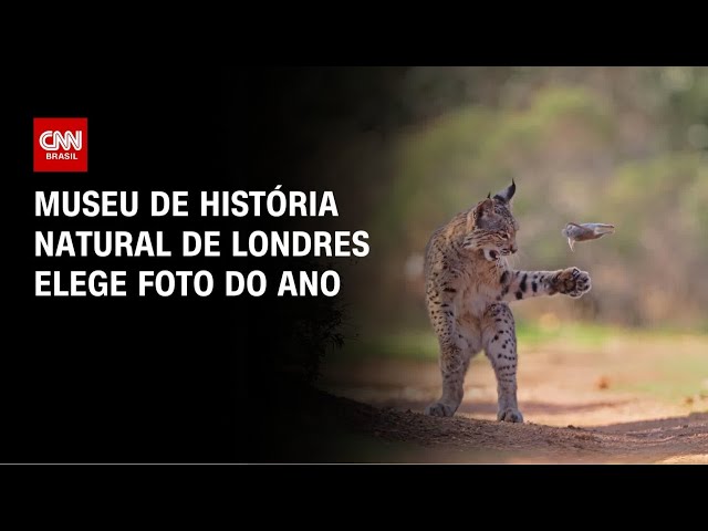 Foto de filhote de lince ganha prêmio de fotografia selvagem do ano | CNN PRIME TIME
