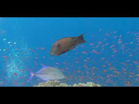 Fiji – Beautiful Walls, Soft Corals and Critters 13 - scuba diving video