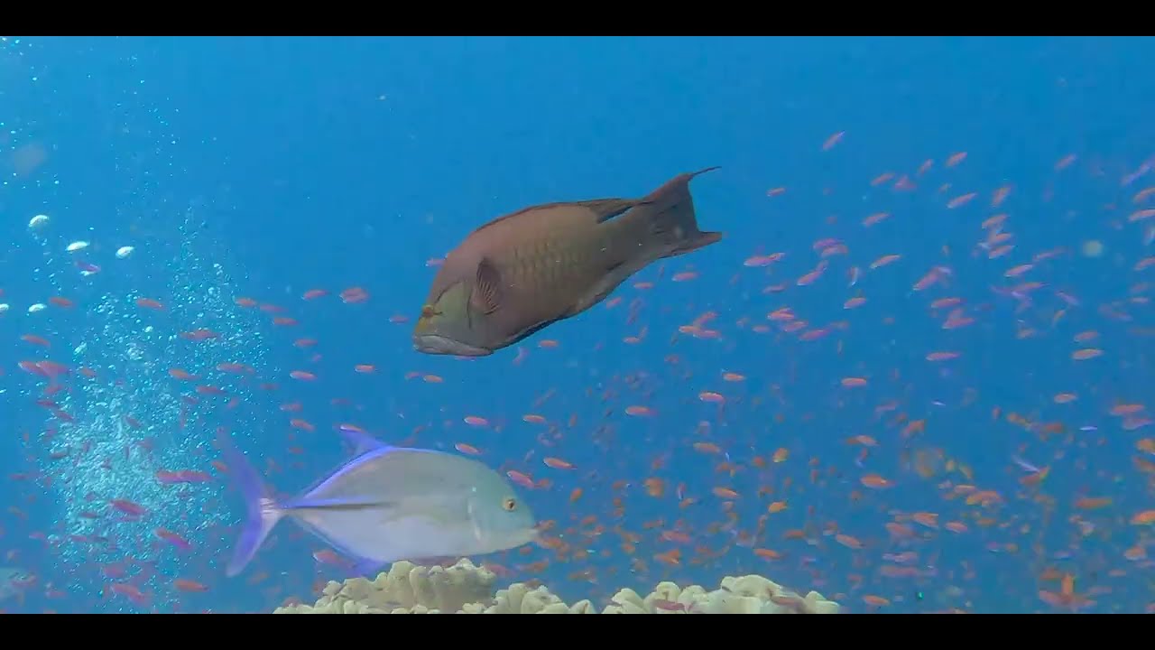Fifteenth t of 17 videos - Diving aboard "Naía" amongst multiple Fijian islands in pristine clear water