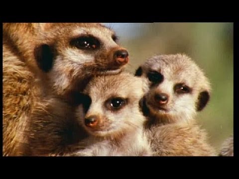 Angelo Branduardi - Il Disgelo