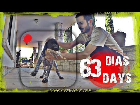 CACHORROS de BRACO ALEMAN | TEST APTITUDES NATURALES – COBRO | PUPPIES NATURAL SKILLS RETRIEVE