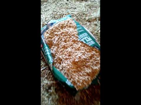 YouTube video about: How to use pelleted horse bedding?