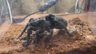 ブラジリアンブラックタランチュラがデュビアを捕食する動画